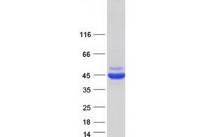 Western Blotting (WB) image for Septin 2 (SEPT2) (Transcript Variant 2) protein (Myc-DYKDDDDK Tag) (ABIN2731683)