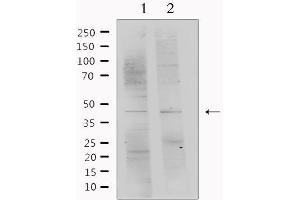 Western blot analysis of extracts from various samples, using SERPINF1 Antibody. (PEDF 抗体  (C-Term))