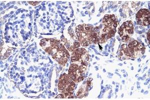 Immunohistochemical staining (Formalin-fixed paraffin-embedded sections) of human kidney with SOX18 polyclonal antibody . (SOX18 抗体  (AA 271-320))