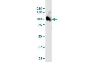 ARMC2 MaxPab polyclonal antibody. (ARMC2 抗体  (AA 1-860))