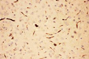 Anti-ACTH Picoband antibody, IHC(P): Rat Brain Tissue