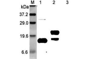 Western blot analysis using anti-GITRL (human), pAb  at 1:5'000 dilution. (TNFSF18 抗体)