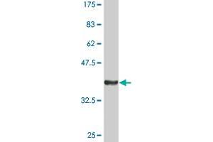 Western Blot detection against Immunogen (37. (SIPA1 抗体  (AA 933-1042))