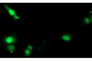 Anti-SOCS3 mouse monoclonal antibody (ABIN2454587) immunofluorescent staining of COS7 cells transiently transfected by pCMV6-ENTRY SOCS3 (RC209305). (SOCS3 抗体)