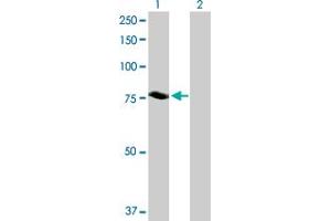 Western Blot analysis of NDC80 expression in transfected 293T cell line by NDC80 MaxPab polyclonal antibody. (NDC80 抗体  (AA 1-642))