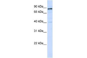Dynamin 1 antibody used at 1 ug/ml to detect target protein.