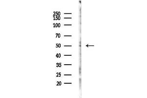anti-RAD23 Homolog B (RAD23B) (N-Term) antibody