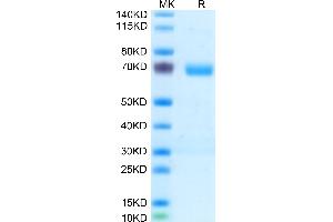 MPL Protein (AA 26-491) (His tag)