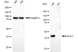 Western blotting analysis using HLA-C antibody (ABIN7799321).