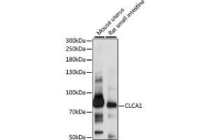 Western blot analysis of extracts of various cell lines, using CLCA1 antibody (ABIN6291657) at 1:1000 dilution. (CLCA1 抗体)