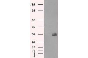 Image no. 12 for anti-Fc Fragment of IgG, Low Affinity IIa, Receptor (CD32) (FCGR2A) antibody (ABIN1497261) (FCGR2A 抗体)
