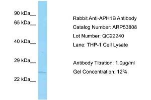 Western Blotting (WB) image for anti-Anterior Pharynx Defective 1 Homolog B (Aph1b) (C-Term) antibody (ABIN2774063) (APH1B 抗体  (C-Term))