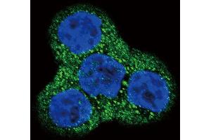 Confocal immunofluorescent analysis of PDGFRB Antibody (N-term) (ABIN392034 and ABIN2841803) with WiDr cell followed by Alexa Fluor 488-conjugated goat anti-rabbit lgG (green). (PDGFRB 抗体  (N-Term))