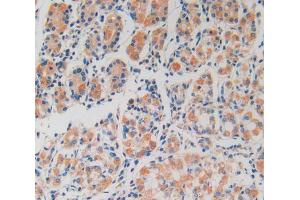 IHC-P analysis of stomach tissue, with DAB staining. (Peroxiredoxin 2 抗体  (AA 6-164))