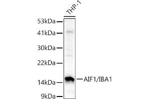 Western blot analysis of extracts of THP-1 cells, using /IB antibody (2391) at 1:1000 dilution. (Iba1 抗体  (AA 1-147))