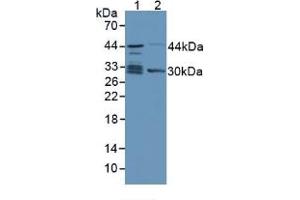 Western blot analysis of (1) Human Lung Tissue and (2) Mouse Kidney Tissue. (TPMT 抗体  (AA 26-227))