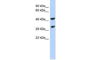 WB Suggested Anti-ASB8 Antibody Titration: 0. (ASB8 抗体  (N-Term))