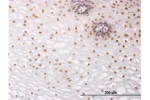 Immunostaining (ISt) image for anti-Nuclear Receptor Subfamily 2, Group C, Member 2 (NR2C2) (AA 43-152) antibody (ABIN563251)