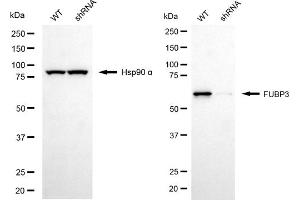 Western blotting analysis using FUBP3 antibody (ABIN7798568). (FUBP3 抗体)