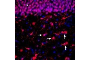 Immunohistochemistry (IHC) image for anti-Solute Carrier Family 29 (Nucleoside Transporters), Member 2 (SLC29A2) (AA 273-288) antibody (ABIN7043711)