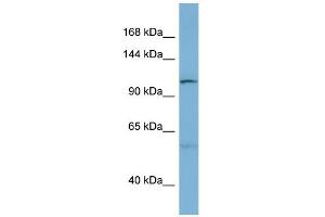 WB Suggested Anti-DNAJC10 Antibody Titration:  0. (DNAJC10 抗体  (N-Term))