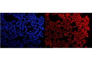 IF analysis of HMG4 using anti-HMG4 antibody (ABIN3042447). (HMGB3 抗体  (N-Term))