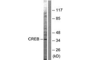 Western blot analysis of extracts from HeLa cells, treated with PMA 125ng/ml 30', using CREB (Ab-142) Antibody. (CREB1 抗体  (AA 111-160))