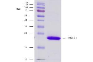 Recombinant allergen rMal d 1 purity verification. (Major Allergen Mal D 1 Protein (LOC100812065))