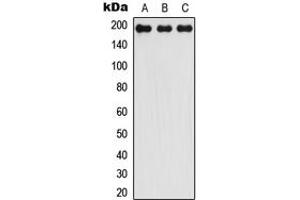 Western blot analysis of LMO7 expression in HEK293T (A), Raw264. (LMO7 抗体  (Center))