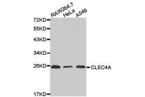 Western Blotting (WB) image for anti-C-Type Lectin Domain Family 4, Member A (CLEC4A) antibody (ABIN1871908) (CLEC4A 抗体)