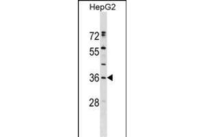 ERP27 Antibody (C-term) (ABIN1536934 and ABIN2849127) western blot analysis in HepG2 cell line lysates (35 μg/lane).
