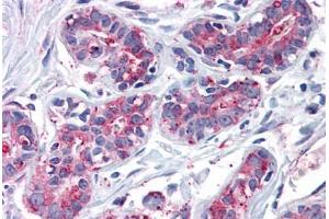 Anti-ENTPD2 antibody  ABIN960772 IHC staining of human breast. (ENTPD2 抗体  (Internal Region))