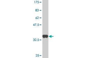Western Blot detection against Immunogen (36. (Geminin 抗体  (AA 110-209))