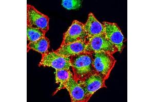 Immunofluorescence analysis of Hela cells using CD3D mouse mAb (green). (CD3D 抗体  (AA 127-171))