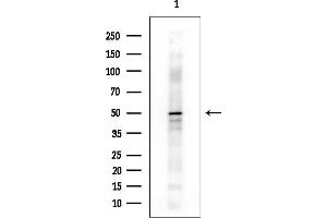 anti-Occludin (OCLN) (Internal Region) antibody