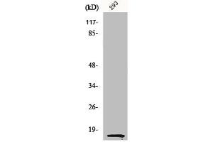 Western Blot analysis of 293 cells using MK Polyclonal Antibody (Midkine 抗体  (C-Term))