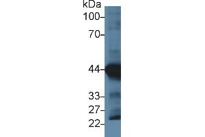 Western Blotting (WB) image for anti-Actin, Alpha, Cardiac Muscle 1 (ACTC1) (AA 156-368) antibody (ABIN7428392)