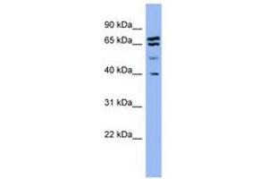 Image no. 1 for anti-Endophilin-A1 (SH3G2) (AA 251-300) antibody (ABIN6741703) (SH3G2 抗体  (AA 251-300))