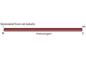 Image no. 2 for anti-Tubulin, beta (TUBB) antibody (ABIN967495) (TUBB 抗体)