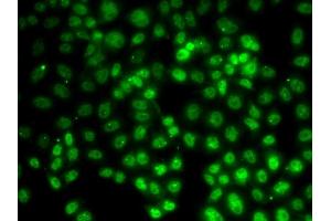 Immunofluorescence analysis of HeLa cells using PRMT2 antibody (ABIN6127447, ABIN6146227, ABIN6146228 and ABIN6221530). (PRMT2 抗体  (AA 1-300))