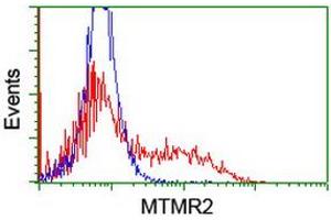 HEK293T cells transfected with either RC208703 overexpress plasmid (Red) or empty vector control plasmid (Blue) were immunostained by anti-MTMR2 antibody (ABIN2454066), and then analyzed by flow cytometry. (MTMR2 抗体)