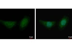 Immunofluorescence (IF) image for anti-Fumarate Hydratase (FH) antibody (ABIN2856710)