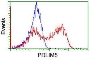 HEK293T cells transfected with either RC200592 overexpress plasmid (Red) or empty vector control plasmid (Blue) were immunostained by anti-PDLIM5 antibody (ABIN2455649), and then analyzed by flow cytometry. (PDLIM5 抗体)