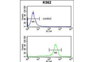 Flow cytometry analysis of K562 cells (bottom histogram) compared to a negative control cell (top histogram). (RPS6KB2 抗体)