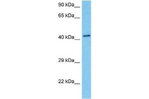 Host:  Mouse  Target Name:  PCBP1  Sample Tissue:  Mouse Testis  Antibody Dilution:  1ug/ml