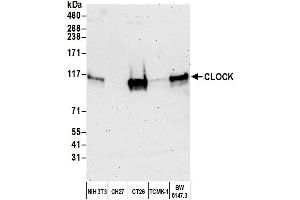 Western Blotting (WB) image for anti-Clock Homolog (Mouse) (CLOCK) (AA 796-846) antibody (ABIN7450129) (CLOCK 抗体  (AA 796-846))