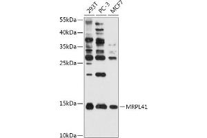 Western blot analysis of extracts of various cell lines, using MRPL41 antibody (ABIN7268572) at 1:1000 dilution. (MRPL41 抗体  (AA 1-137))