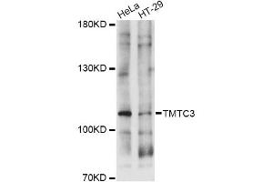 Western blot analysis of extracts of various cell lines, using TMTC3 antibody (ABIN6293653) at 1:1000 dilution.