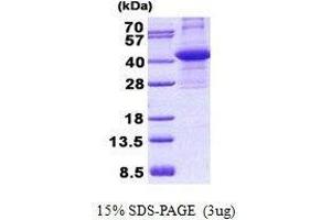 Figure annotation denotes ug of protein loaded and % gel used. (CIAPIN1 蛋白)