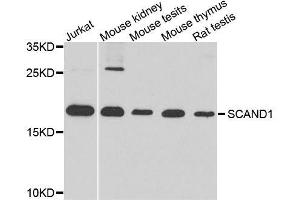 Western blot analysis of extracts of various cell lines, using SCAND1 antibody. (SCAND1 抗体  (AA 1-179))